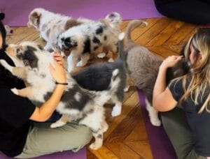 Puppy Yoga Lyon