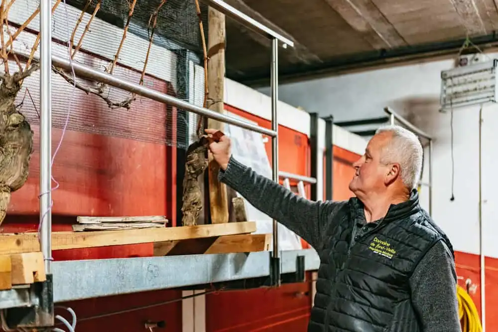 Au départ de Lyon : Dégustation de vins du Beaujolais aux Pierres d'Or